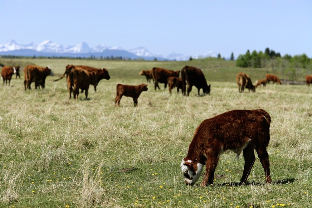 Proper management of cull cows