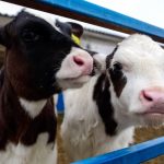 There’s value in adding biotin to dairy diets