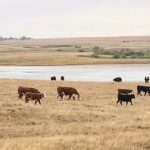 The cows are being gathered up and brought to a corral so they can be
hauled to new fall pasture.