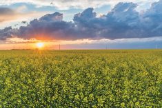 With the dramatic rise in crush capacity slated for the Prairies, the onus will be on farmers to ensure there is adequate supply to keep up with rising demand for canola seed.