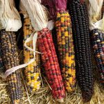 Maize was developed by the Mayan peoples from a wild plant that looked more like wheat than the present-day corn cobs.