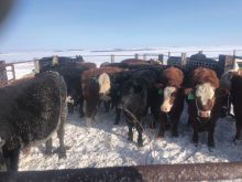 As winter arrived in early November the
calves were hauled to a sale in Provost while
the keeper heifers and the cows were
brought home.
