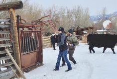 On one of the warmer days (above freezing) it was an opportunity to vaccinate the bred heifers with the first scour vaccine so they could have a booster shot before calving. Charlie and Dani ran the head catch and the tailgate and squeeze.