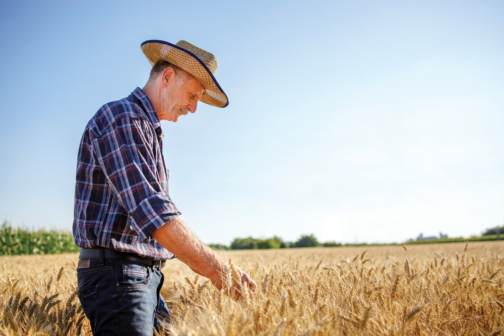 Tips when selecting a new seed variety