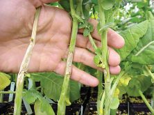 Some of the key symptoms of a crop infected with sclerotinia include premature ripening and pale-grey or white lesions on stems, branches and pods.