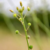 While there is a lot of interest in camelina production for the biofuel industry, processors have shown it is not a one-trick oilseed.