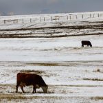 Fortunately, a cow herd can acclimatize to cold weather but their feed intake will increase in order to stay warm.
