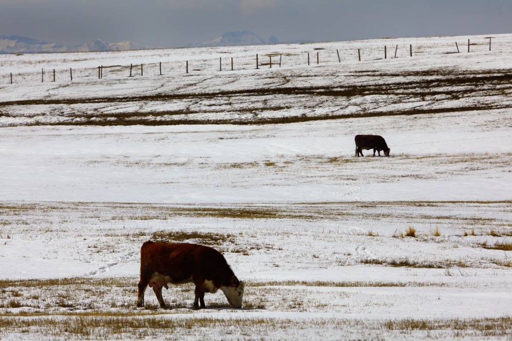Fortunately, a cow herd can acclimatize to cold weather but their feed intake will increase in order to stay warm.