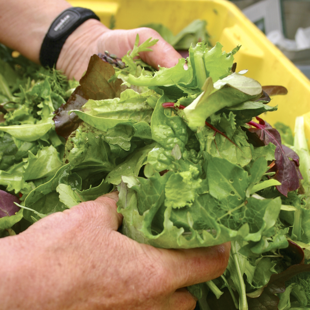 Mixed greens are gaining popularity in both menus and markets.