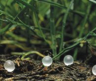 In drier Prairie regions, there is less benefit to using enhanced efficiency fertilizers such as ESN or Super-U.