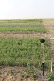 The Resilient Rotations trial site in Lethbridge, Alta., is seen here on July 15, 2021, during extremely dry conditions. Lethbridge received 4.4 inches of precipitation during the 2021 growing season.