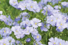 Bushel price for flax remains higher than canola, moving in one instance to a 40-dollar high. Present prices now remain in the $20- to $25-per-bushel range.