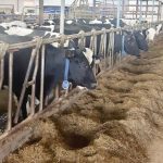 If your dairy cows aren't doing enough cud chewing it could be a sign of several related problems such as low dietary fiber; reduced feed intakes, poor feed digestion, sub-clinical rumen acidosis (SARA), feet and leg problems, butterfat depression all that can result in poor milk production.