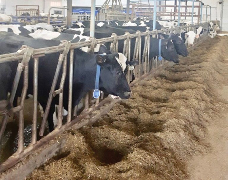 Zinc is a powerful trace mineral for cattle Grainews