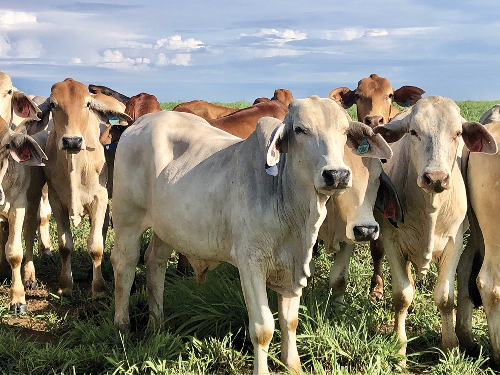 The Tipperary cattle station runs primarily Brahman cattle that can handle high heat and low nutrition fodder in the dry season and humid conditions in the wet. Most are sold to markets in Indonesia and Vietnam.