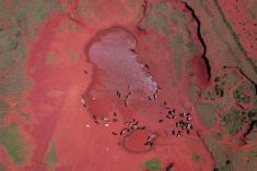A drone photo from the Sampona commune of Madagascar on Feb. 11, 2022, shows Zebu cattle drinking water from a large puddle created from Cyclone Batsirai. The island nation&#8217;s south has been experiencing severe drought for the past four years, putting it in danger of what the World Food Programme calls &#8220;the world&#8217;s first climate change famine.&#8221; (Photo: Reuters/Alkis Konstantinidis)
