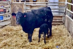The nutritional requirements of calved-out first-calf heifers is much different than that of mature cows, yet the feed needs to be presented into a denser post-calving diet due to the heifers’ smaller dry matter intake (DMI) and lower forage gut-capacity.