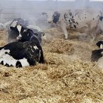 On a 325-cow dairy, these are some of the dry cows fed a two-stage feed ration as they recover from milking and also prepare to deliver a new calf. The faraway cows are fed a modest-energy, forage-based diet, while the close-ups receive similar forages mixed with a couple of pounds of corn silage and a few pounds of a palatable dry cow pellet.