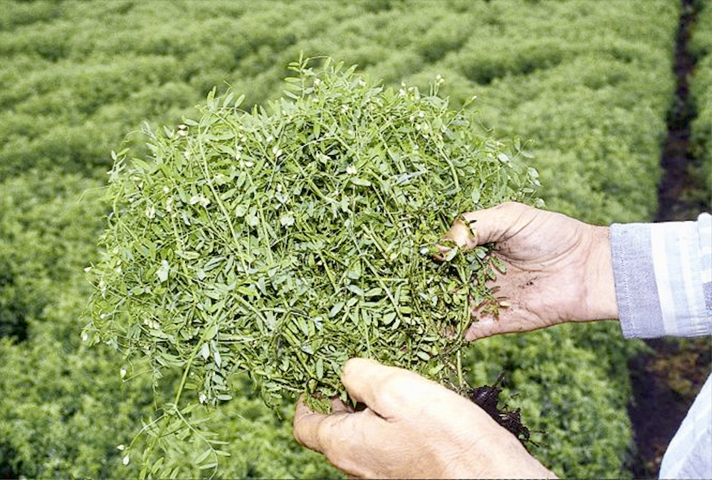 Anthracnose management in lentils