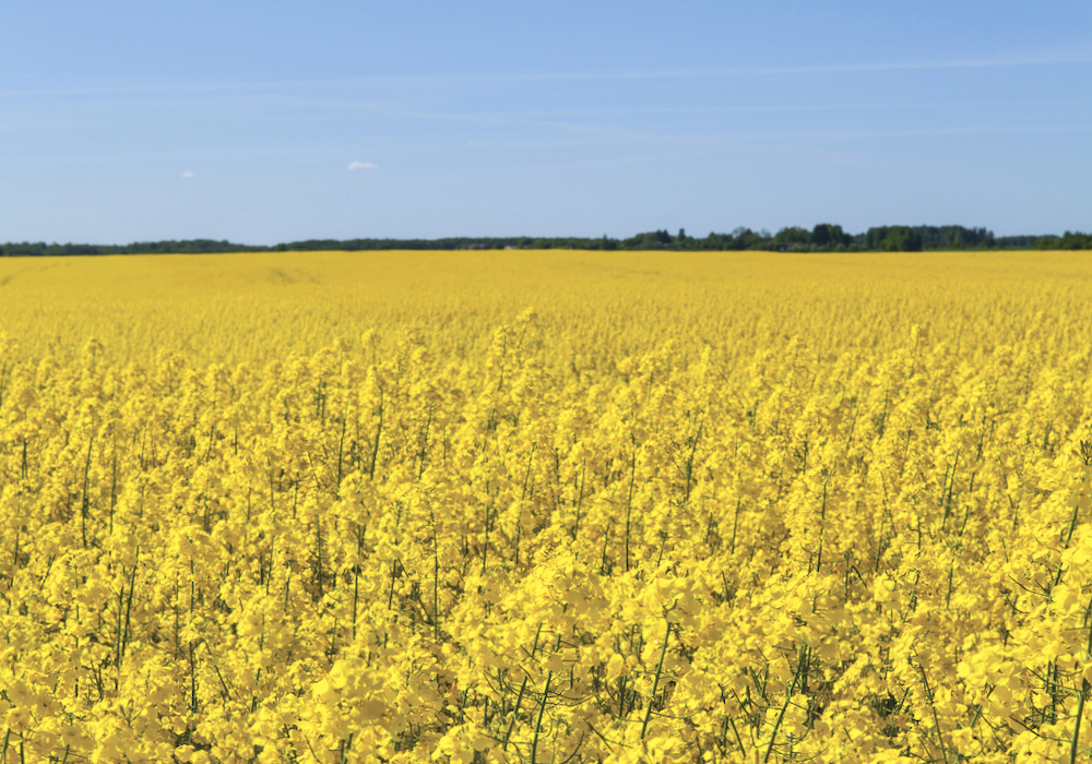 Research studies in Western Canada have shown general applications of boron fertilizer are not warranted to optimize canola yields or quality.
