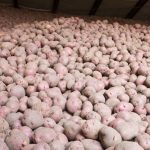 File photo of potatoes in storage. (Kativ/E+/Getty Images)