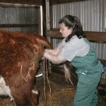 Veterinarian Susie Lutz uses her arms to manually help dilate or stretch the vulva and vagina of this cow that is about to give birth.