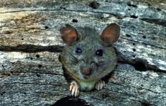 Rats cause many millions of dollars in damage to crops, food losses and buildings in Canada annually.