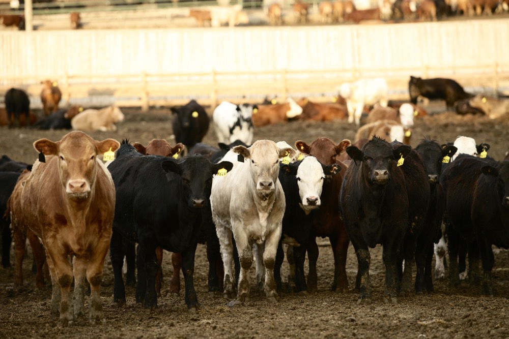Alberta fed cattle basis levels have been quite strong for the second quarter of 2023.