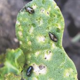 Insects come and go over the years, so ask other growers and agronomists what you need to watch out for to help gauge costs.