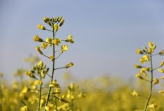 The percentage of canola growers using variable-rate fertilizer on all of their fields in 2021 was down slightly from the previous year.
