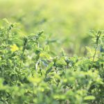 Plan a year or two ahead of planting a perennial forage blend.