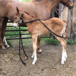 A young foal stands to show the figure eight rump rope.