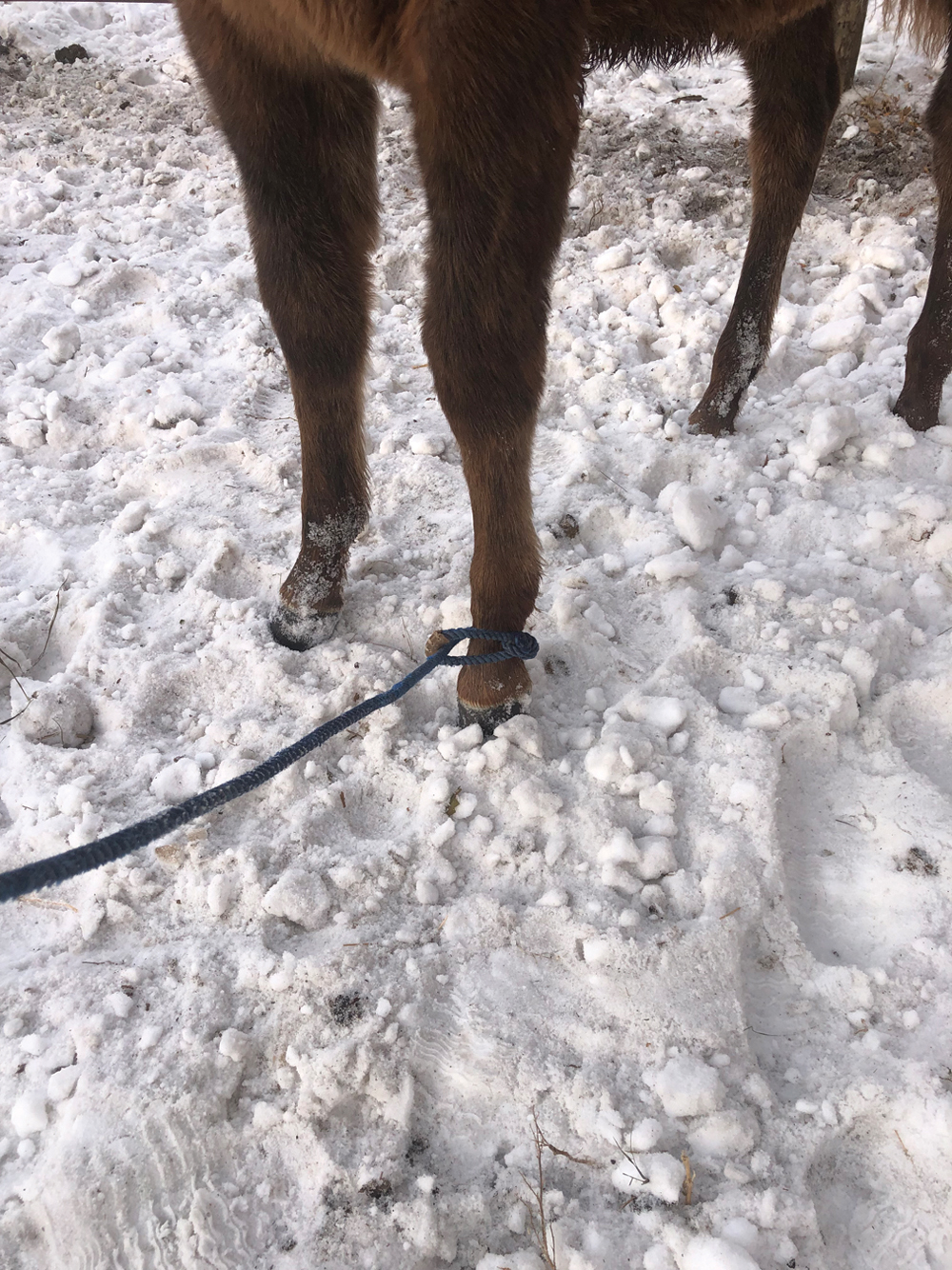 a foot rope on a foal
