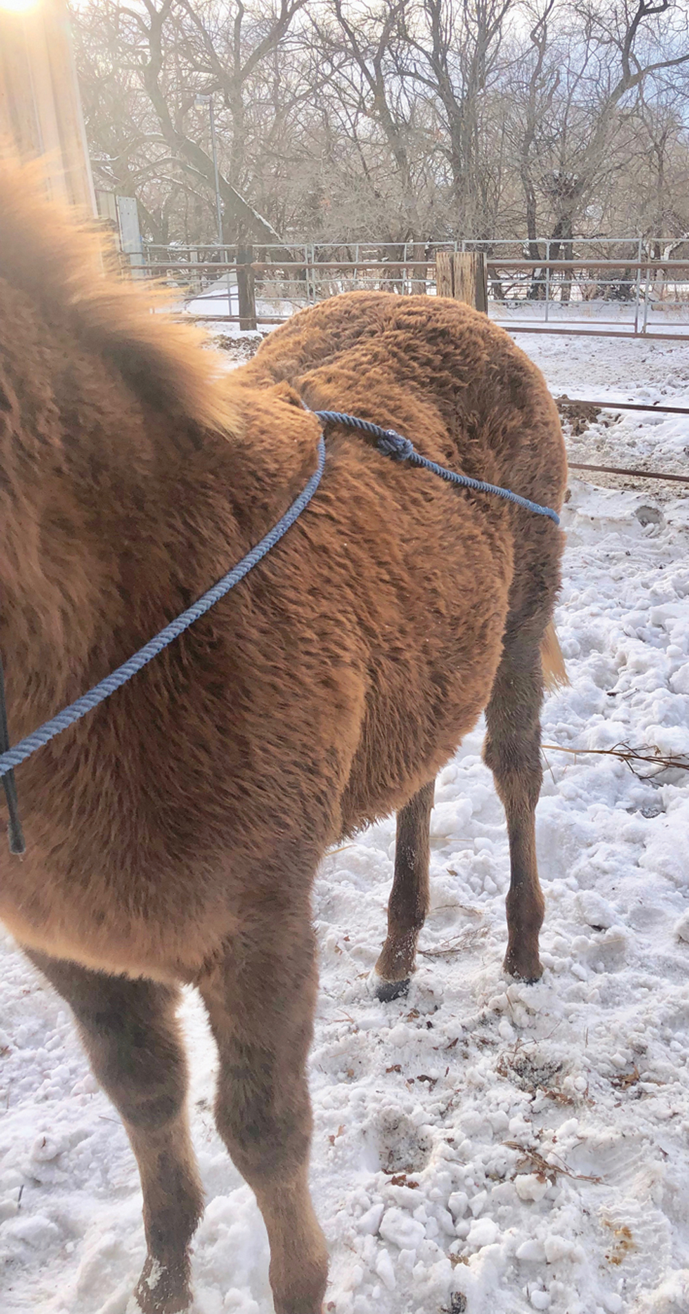 For the older foal, a lariat can be used as a rump rope.