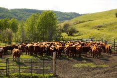 Machine learning and artificial intelligence are expected to expand in the livestock-handling sector as labour shortages grow.