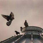 Pigeons being oddly photogenic in a scene that looked like something from an Edgar Allan Poe poem.
