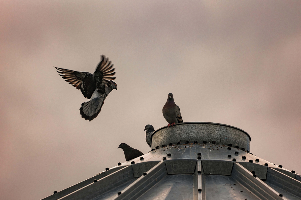 Pigeons being oddly photogenic in a scene that looked like something from an Edgar Allan Poe poem.