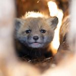 A baby fox hissing and acting big in the safety of a tree trunk while my two dogs barked at it.