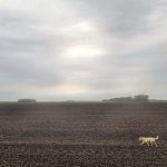 Our dog Marigold just being with us as we farm. She loves the farming season.