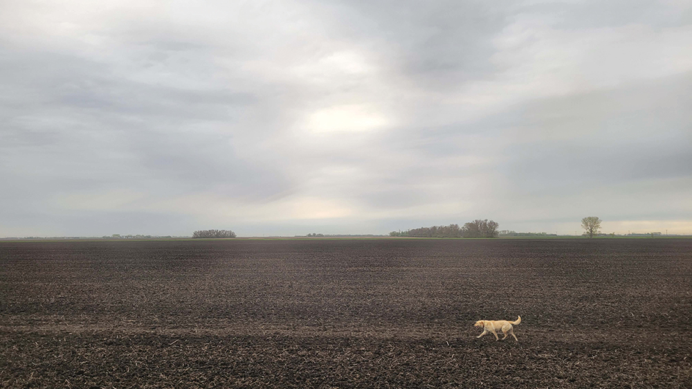 Our dog Marigold just being with us as we farm. She loves the farming season.
