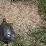 A turtle — a rare find for me — doing its best to avoid eye contact with my lens as it shuffled into the nearby creek.