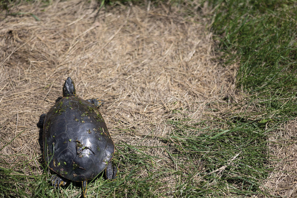 A turtle — a rare find for me — doing its best to avoid eye contact with my lens as it shuffled into the nearby creek.