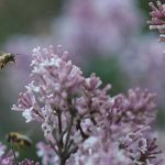 A bee purposefully doing what it does at a time during the summer when all living things — plants and animals alike — are their happiest.