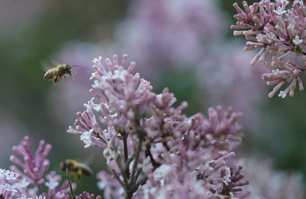 A bee purposefully doing what it does at a time during the summer when all living things — plants and animals alike — are their happiest.