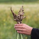 If your cropland is presently clubroot-free, keep it that way. Do not allow any mud-carrying equipment of any kind on your cropland other than your own farm equipment. Plant resistant varieties and keep the land clubroot-free to enhance your financial future.
