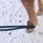 foot rope on a foal