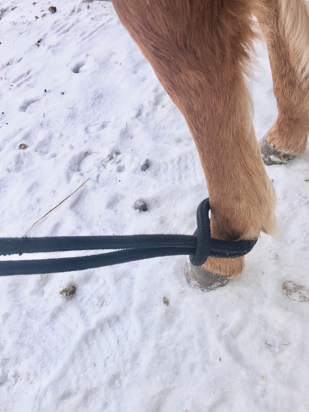 foot rope on a foal