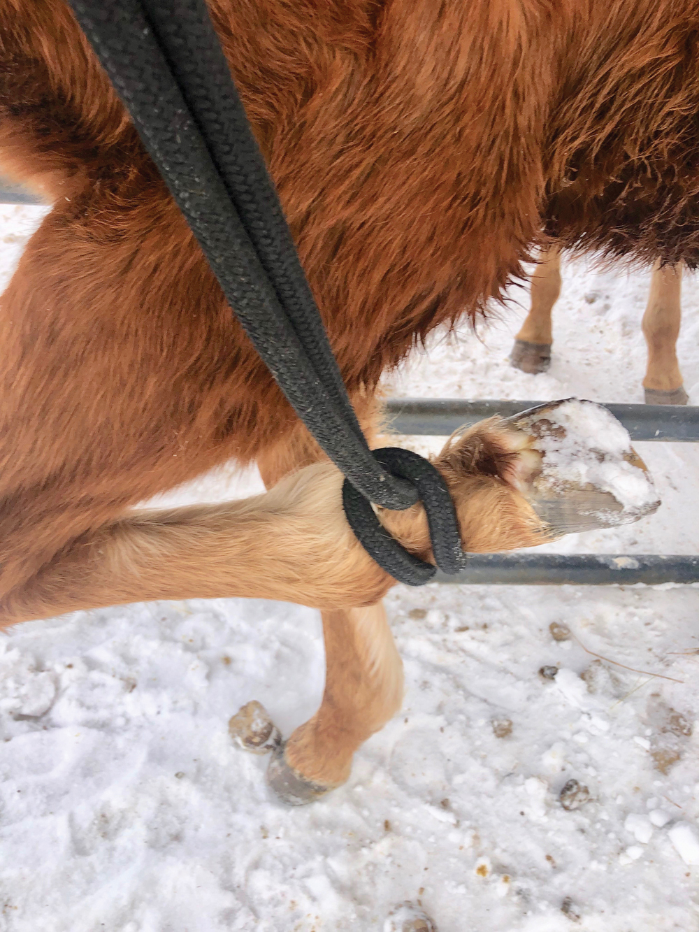 With a little pressure on the foot rope, the foal lifts its leg.