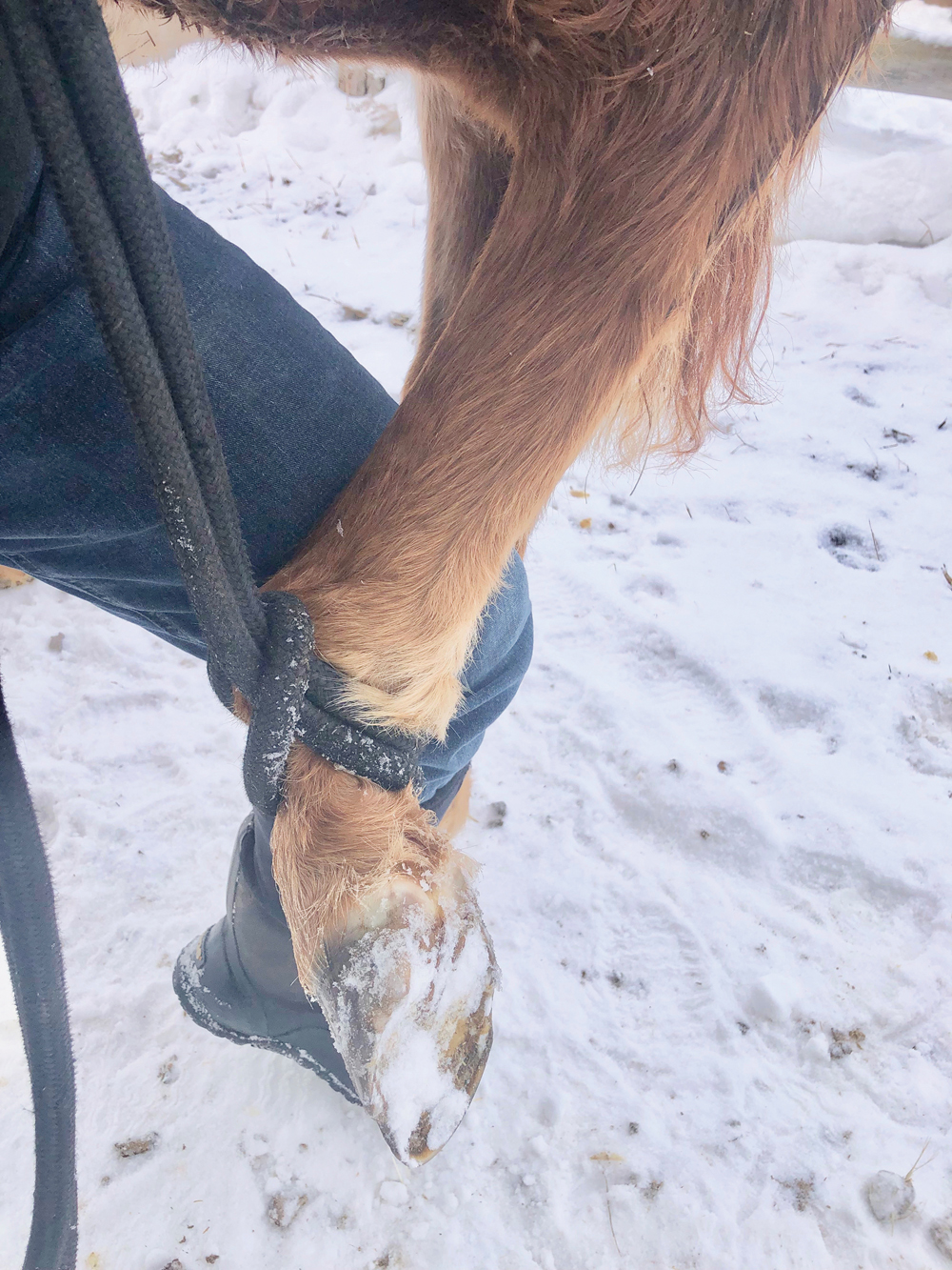 the farrier position