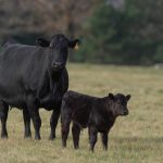Tightening the calving season